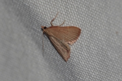 Hypsopygia incarnatalis