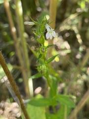 Lobelia inflata