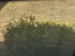 Baptisia nuttalliana