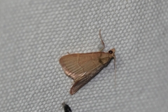 Hypsopygia incarnatalis