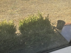 Baptisia nuttalliana