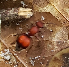 Pseudomethoca sanbornii
