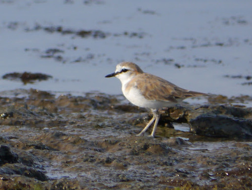 White-fronted Plover
