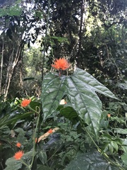 Gurania tricuspidata