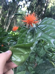 Gurania tricuspidata