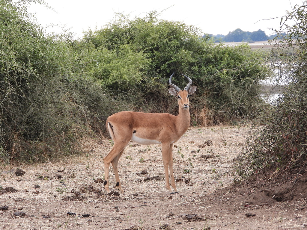 Aepyceros melampus melampus, Chobe, Botswana, by Larry Swift