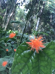 Gurania tricuspidata