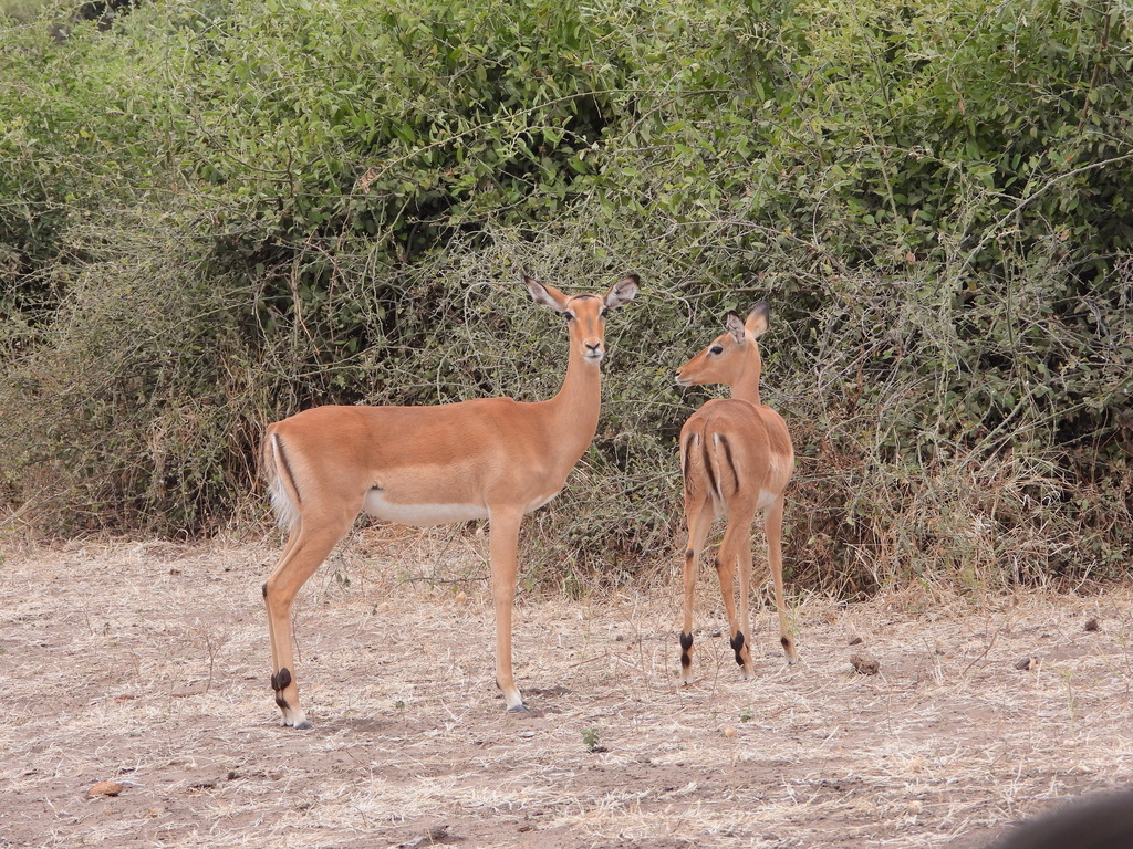 Aepyceros melampus melampus, Chobe, Botswana, by Larry Swift