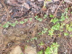 Phaseolus polystachios sinuatus