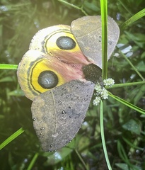 Automeris arianae