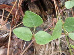 Phaseolus polystachios sinuatus