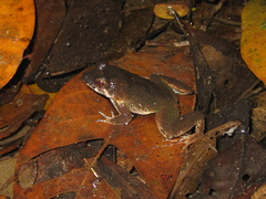 Leptodactylus petersii