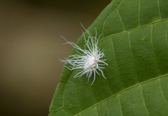 Hemiptera