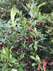 Salix pulchra