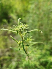 Aldama linearis