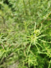 Aldama linearis