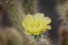 Cylindropuntia ganderi