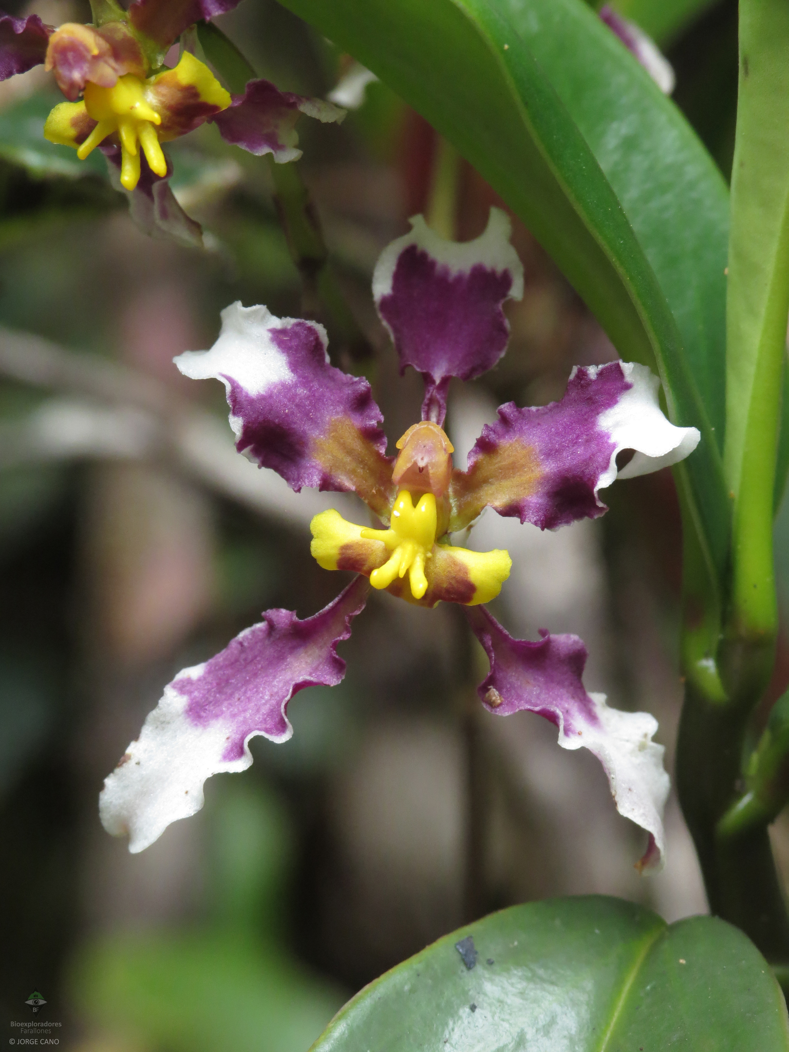 Cyrtochilum dipterum (Lindl.) Kraenzl. 2