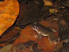 Leptodactylus petersii