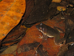 Leptodactylus petersii
