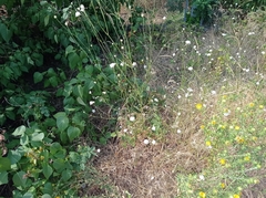 Cephalaria transsylvanica