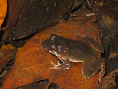 Leptodactylus petersii