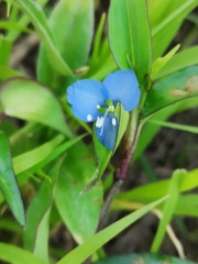 Commelina diffusa