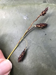 Carex podocarpa