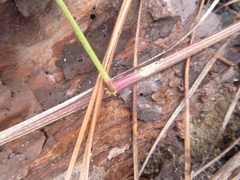 Phaseolus polystachios sinuatus