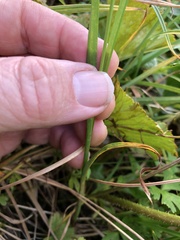 Carex podocarpa