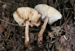 Leucoagaricus brunnescens