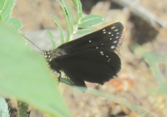 Pholisora