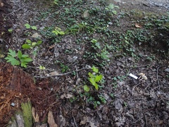 Leucoagaricus brunnescens