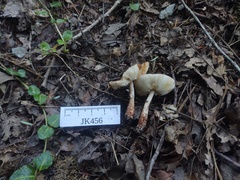 Leucoagaricus brunnescens