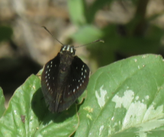 Pholisora
