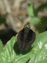 Pholisora