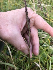 Arctagrostis latifolia