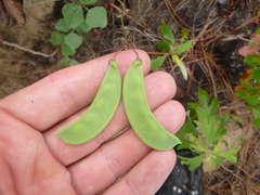 Phaseolus polystachios sinuatus