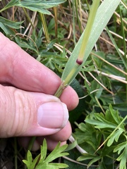 Arctagrostis latifolia