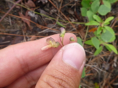 Phaseolus polystachios sinuatus