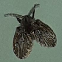 Clogmia albipunctata