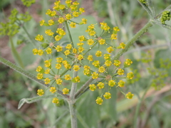 Pastinaca sativa