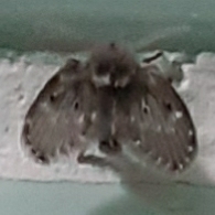 Clogmia albipunctata