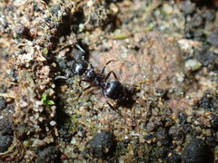 Crematogaster peringueyi
