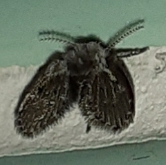 Clogmia albipunctata