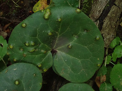 Puccinia asarina