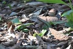 Ameiva ameiva