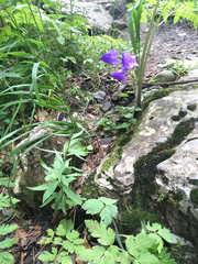 Campanula serrata