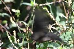 Sporophila caerulescens