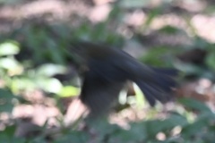 Sporophila caerulescens